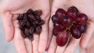 How to make Raisins from grapes  Larger Plumper Juicier [upl. by Nosmirc]