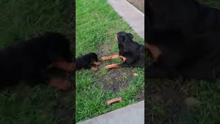 Rottweiler pupu 1yr ago shorts puppy rottweiler 💪🐶 [upl. by Raasch]