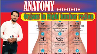 9 Regions of Abdomen  Organs in Right lumbar Region  Made Easy [upl. by Manlove255]