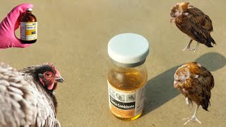 Use of Gentamicin Sulphate for Cold Stressed Chickens  GentaCombisone for Poultry Birds in Winter [upl. by Nyroc943]