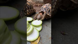 Tortoise Food  Lauki  Bottle gourd  Day 16 of 30 food items in 30 Days  Indian Star Tortoise [upl. by Delphina]