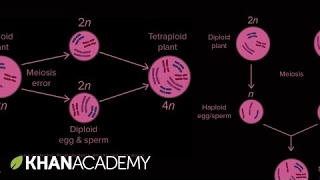 Allopatric and sympatric speciation  Biology  Khan Academy [upl. by Otokam]