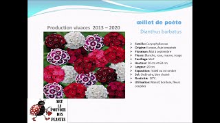 Fiche technique œillet de poète Dianthus barbatus Plante vivace [upl. by Oinotla]