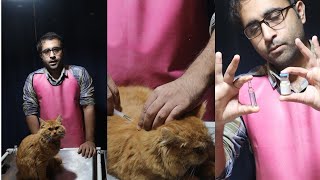 How to give injection to a cat at home  Aliyan Vets [upl. by Hallett25]