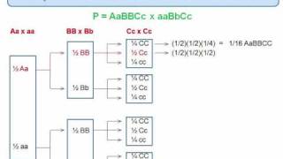 Genetics Trihybrid Cross The Forked Line Method [upl. by Margaretha]