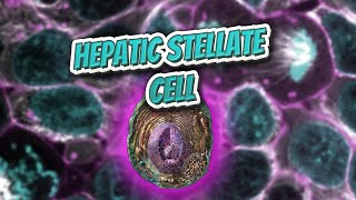 Hepatic stellate cell Everything Human Cells 💬👁️🕺🔎✅ [upl. by Celina]