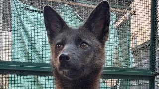 FoxDog Hybrid Animal Discovered In Brazil PatGeo [upl. by Orelle]