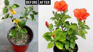 My 3 STEP Formula To FORCE Hibiscus To GROW amp FLOWER [upl. by Nevah]