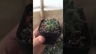 Mammillaria species cactus indoorplants garden plants latest [upl. by Cecelia]