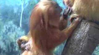 Endangered Golden Lion Tamarin Twins Born at Denver Zoo [upl. by Arerrac]