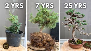 Steps to Grow a Cutting into a Juniper Bonsai [upl. by Carroll65]