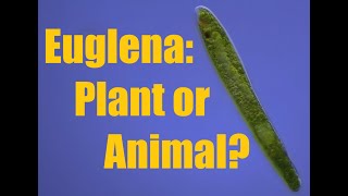 Euglena plant or animal Neither [upl. by Arol]