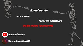 os du crâne 1 Anatomie شرح بالدارجة [upl. by Spanjian368]