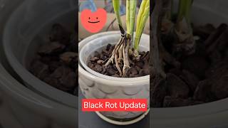 Black Rot Intervention Update orchid plants floweringplant flowers [upl. by Candis126]