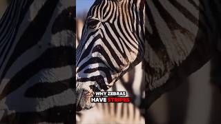 Why Do Zebras Have Stripes🤔  animals facts sciencescopes [upl. by Gilburt]