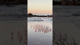 Facts about sanderling birds birds animals education facts amazingfacts shorts youtubeshorts [upl. by Portuna]