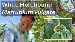 WHITE HOREHOUND HERB in Coto de Caza Marrubium vulgare [upl. by Mathews63]