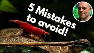 🖐️ 5 Shrimp Keeping Mistakes to Avoid THESE MISTAKES ARE MOST OFTEN MADE BY NEW SHRIMP KEEPERS [upl. by Johppa]