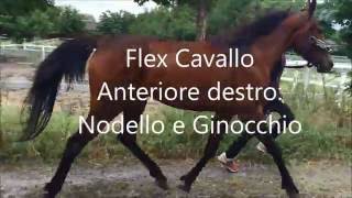 Flex Cavallo  Anteriore destro Nodello e Ginocchio [upl. by Llehsad222]