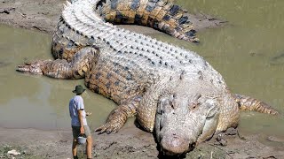 The Biggest Crocodiles Ever Found [upl. by Aisanahta]