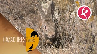 Velocidad y habilidad imprescindible para cazar el conejo  Cazadores de Lances [upl. by Yenttihw582]