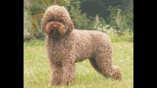 Lagotto Romagnolo dogs  best dog  sweeet guard dog [upl. by Letnoj20]