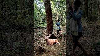 Real deer🦌seen amp😱catching a jangli man deer viralvideo vfx viewsshortstrendingshortswildlife [upl. by Iva485]