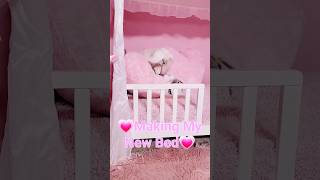 💗Testing My New Bed💘Dog Room MakeOver2b continued 🥰 Maltese  Pomeranian Dog 🐩 cute dog shorts [upl. by Hserus]