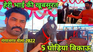 हेरि भाई की खूबसूरत 5 घोड़ियां बिकाऊ।। गंगानगर मेला 2022।।ganganagar horse mela 2022।। [upl. by Bettina]