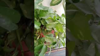 pothos 🌿🍀 shorts plants [upl. by Loria]