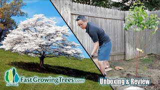 White Dogwood Tree from FastGrowingTreescom  Order Plant Review [upl. by Lierbag]