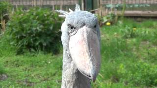 shoebill [upl. by Daht]