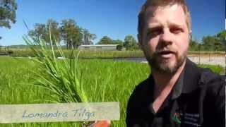 Ep2  Propagation tour new plant release Lomandra tilga strange plant facts and some specials [upl. by Saval]