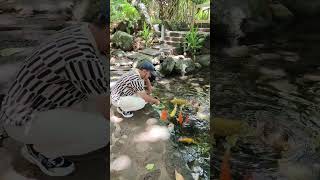 Koi Fish Pond koi nature fishponds outdoorpond freshwaterfish [upl. by Ellenor765]