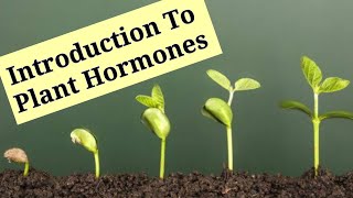 Introduction To Plant Hormones  Phytohormones   Lec 8  Plant Physiology [upl. by Ailel]