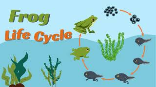 Life cycle of the frog Animation for children egg tadpole frog 🐸 [upl. by Mabelle364]