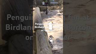 Birdland at Burton on the waterCheck out our videohttpsyoutubeDL57WdalsSwsiEYoPXLNtcaSvIuN [upl. by Marte549]