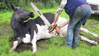 Thrilling Farm Adventures Tree Cutting Cow Milking amp Chainsaw Action [upl. by Zeena962]