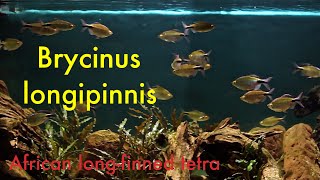 Brycinus longipinnis  African longfinned tetra [upl. by Zenitram590]