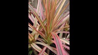 Dracaena Plant  Dracaena marginata  dracaena marginata tricolor [upl. by Tjon]