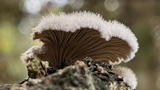 4K Schizophyllum commune Mushroom Identification [upl. by Haskell74]