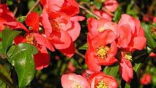 Flowering Chaenomeles At Home bonsai rose red tree homemade 2024 summer [upl. by Yvette]