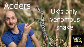 Venomous snakes in the UK  The Adder [upl. by Farrica405]