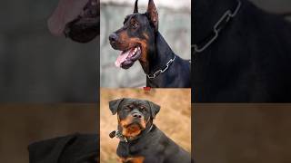 DOBERMAN VS ROTTWEILERSIBERIAN HUSKY [upl. by Marty]