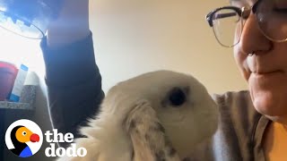 Bunny Thumps At Mom When Hes Mad  The Dodo [upl. by Irok]