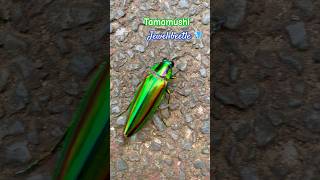 Stunning Chrysochroa Fulgifissima  Jewel beetle  tamamushi japan beetle [upl. by Nyloc]