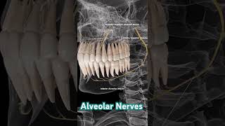 Alveolar Nerves Supply indradentalvlogs nerves shortsinferioralveolarnerve [upl. by Quick]