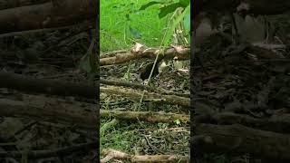 Saddleback rummaging on the forest floor birds NZendemic wildlife NewZealandBirds saddleback [upl. by Valeta]