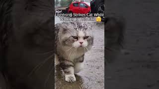 Cat Gets Struck By Lightning Twice [upl. by Dagny]