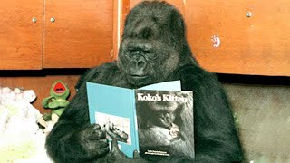 Koko The Talking Gorilla [upl. by Tnert]